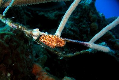 Flamingo Tongue Nudibranch
