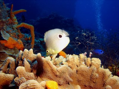 Butterfly fish