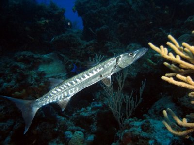 Barracuda - he swam right up to me