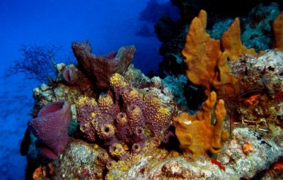 Cozumel Spring 2011 - Devils Throat April 5 16.jpg