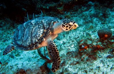 Lots of turtles, too