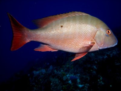 This hog fish kept circling me