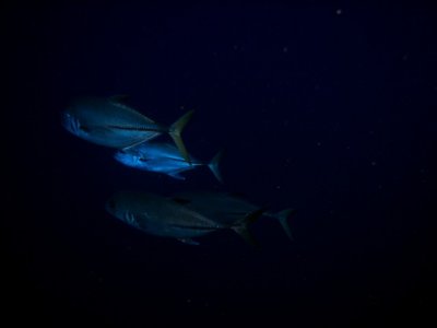 Cozumel Spring 2011 - San Clemente April 5 7.jpg
