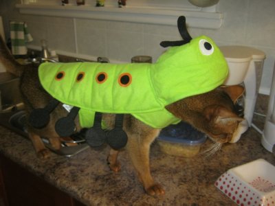 Halloween 2011 - Finn is a centipede in honour of all the slugs and caterpillars he eats each summer