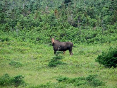 A cow moose - what is she hiding?
