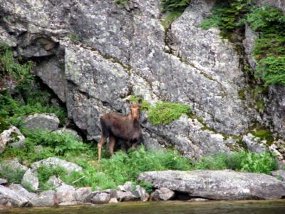 One of the 2 moose sited on the boat trip
