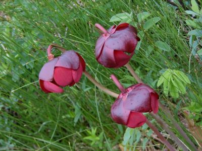 Pitcher Plant - the carnivorous provincial flower of Newfoundland