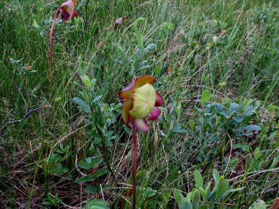 The mouth of the pitcher plant