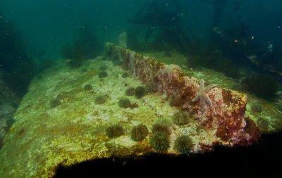 Montara 015.jpg