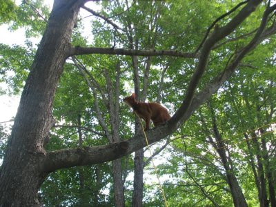 Clancy Up a Tree