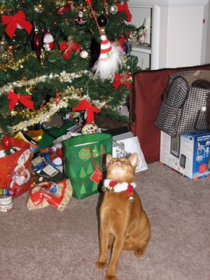 Christmas 2007 - Clancy checking out the feathery santa hat toy