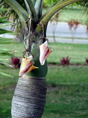 Santa Lucia, Cuba 2008