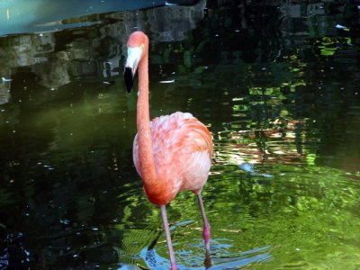 Flamingos at Gran Club
