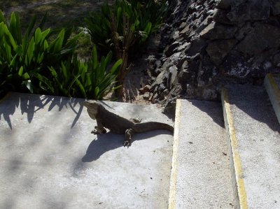 Iguana at Mayanabo