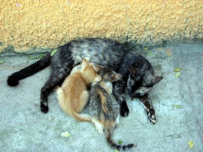 Two kittens were not weaned yet