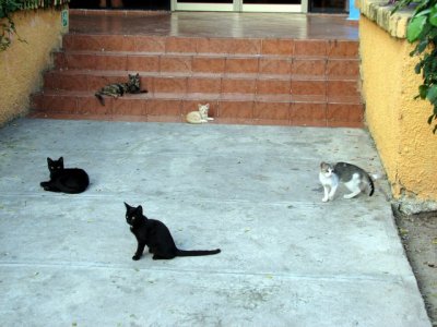 What's up pussycats???