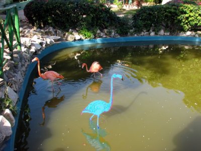 Then again, maybe not all flamingos are Pink!!!