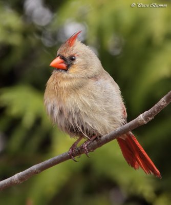 Cardinal rouge (le des Soeurs, 26 avril 2011)