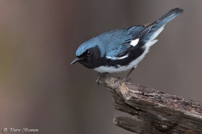 Paruline bleue (Parc Summit, 7 mai 2011)