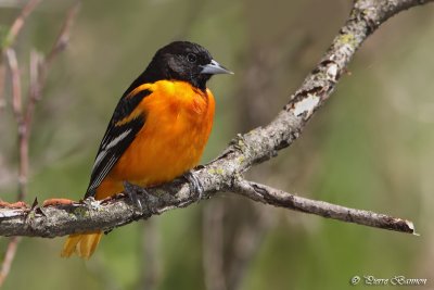 Oriole de Baltimore (Île St-Bernard, 12 mai 2011)