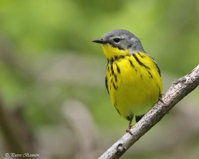 Paruline  tte cendre (Cimetire Mont-Royal, 23 mai 2011)