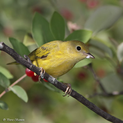 Paruline jaune (Lry, 6 aot 2011)