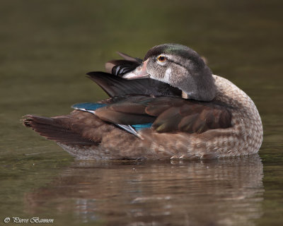 Canard branchu (Lac des Castors, 9aot 2011)