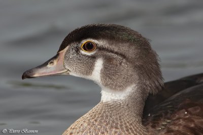 Canard branchu (Lac des Castors, 9aot 2011)