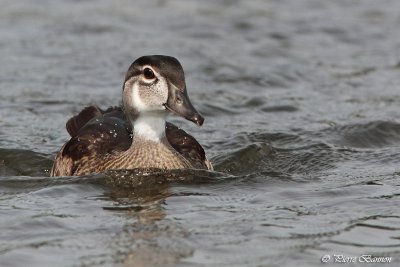 Canard branchu (Lac des Castors, 9aot 2011)