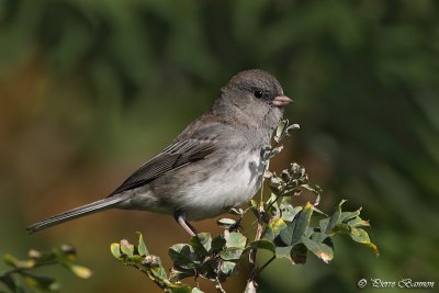 Junco ardois (Cimetire Mont-Royal, 6 octobre 2011)