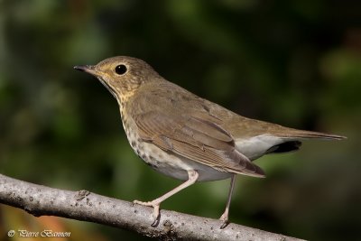 Grive  dos olive (Cimetire Notre-Dame-des-Neiges, 7 octobre 2011)