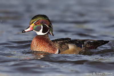 Canard branchu (Mont-Royal, 8 octobre 2011)