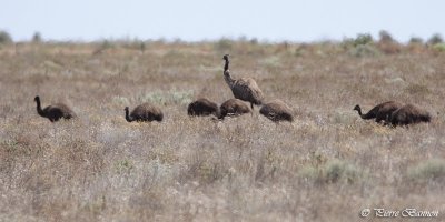 meu d'Australie (Emu)