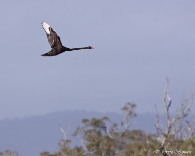 Cygne noir (Black Swan)