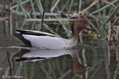 Canard  crinire (Maned Duck)