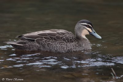 Canard  sourcils (Pacific Black Duck)