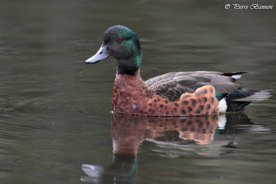 Sarcelle rousse (Chesnut Teal)