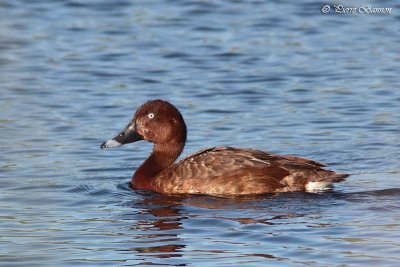 Fuligule austral (White-eyed Duck)