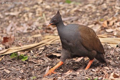 Mgapode de Reinwardt (Orange-footed Scrubfowl)