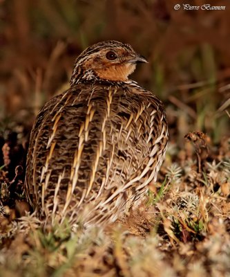 Caille des chaumes (Stubble Quail)