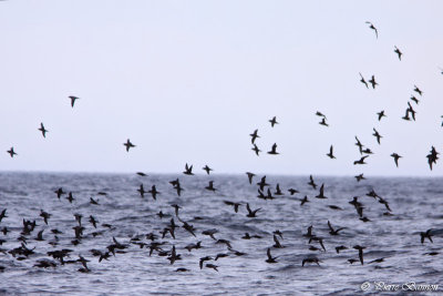 Puffin  bec grle (Short-tailed Shearwater)