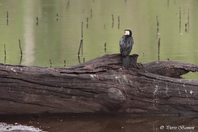 Cormoran pie (Little Pied Cormorant)