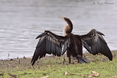 Anhinga roux (Australasian Darter)