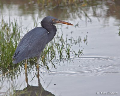 Aigrette sacre (Pacific Reef-Heron)