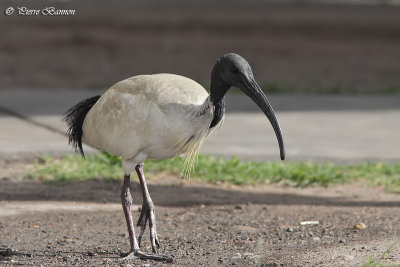 Ibis  cou noir (Australian Ibis)