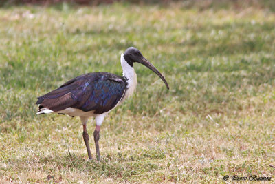 Ibis d'Australie (Straw-necked Ibis)