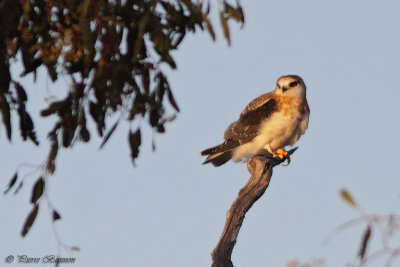 lanion d'Australie (Australian Kite)