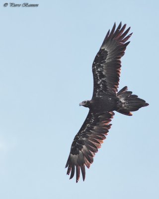 Aigle dAustralie (Wedge-tailed Eagle)