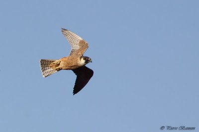 Petit Faucon (Australian Hobby)