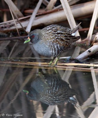 Marouette d'Australie (Australian Crake)